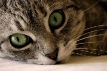 Mooie kat met groene ogen
